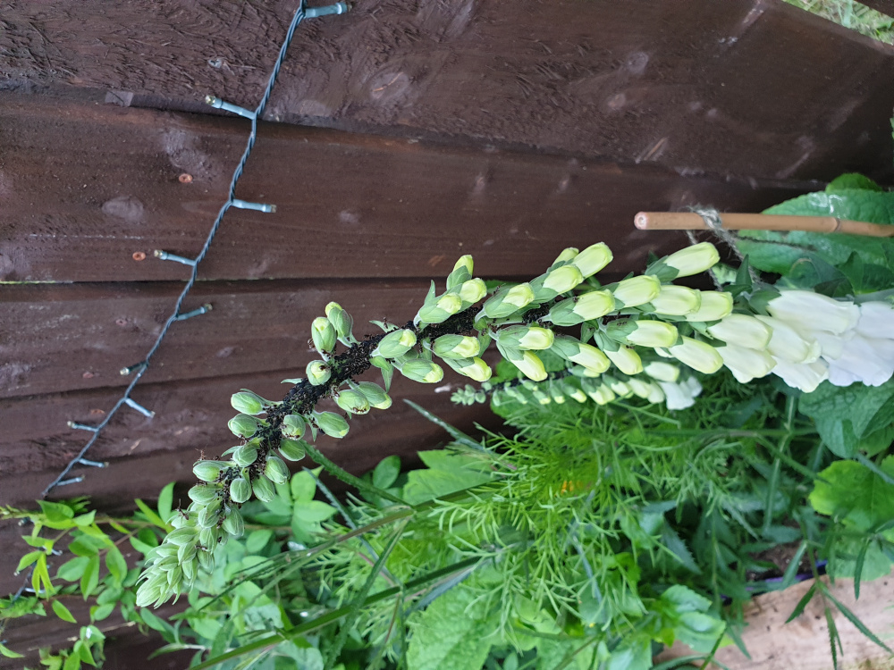 What is going on with my foxglove? — BBC Gardeners' World Magazine