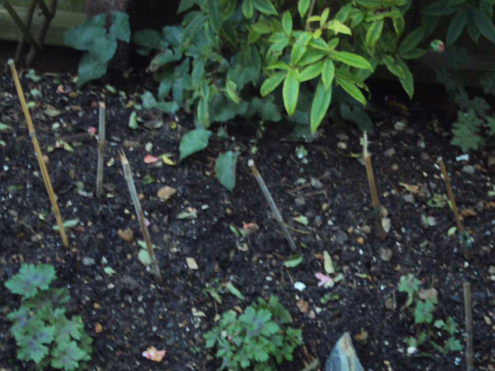 Barrier plant to deter pooing dog Page 2 — BBC Gardeners' World Magazine
