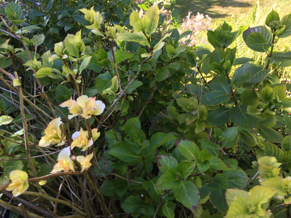 Hydrangeas leaves turning white Page 2 — BBC Gardeners' World Magazine