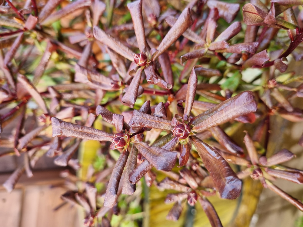 Dry and crispy Rhododendron — BBC Gardeners' World Magazine