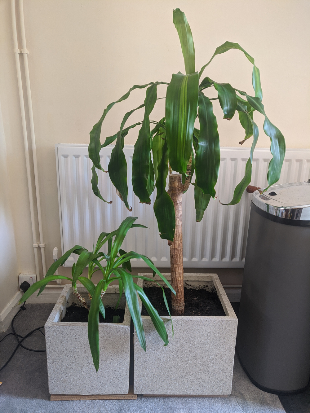 Over watered? Not enough light? Pot too small? — BBC Gardeners' World