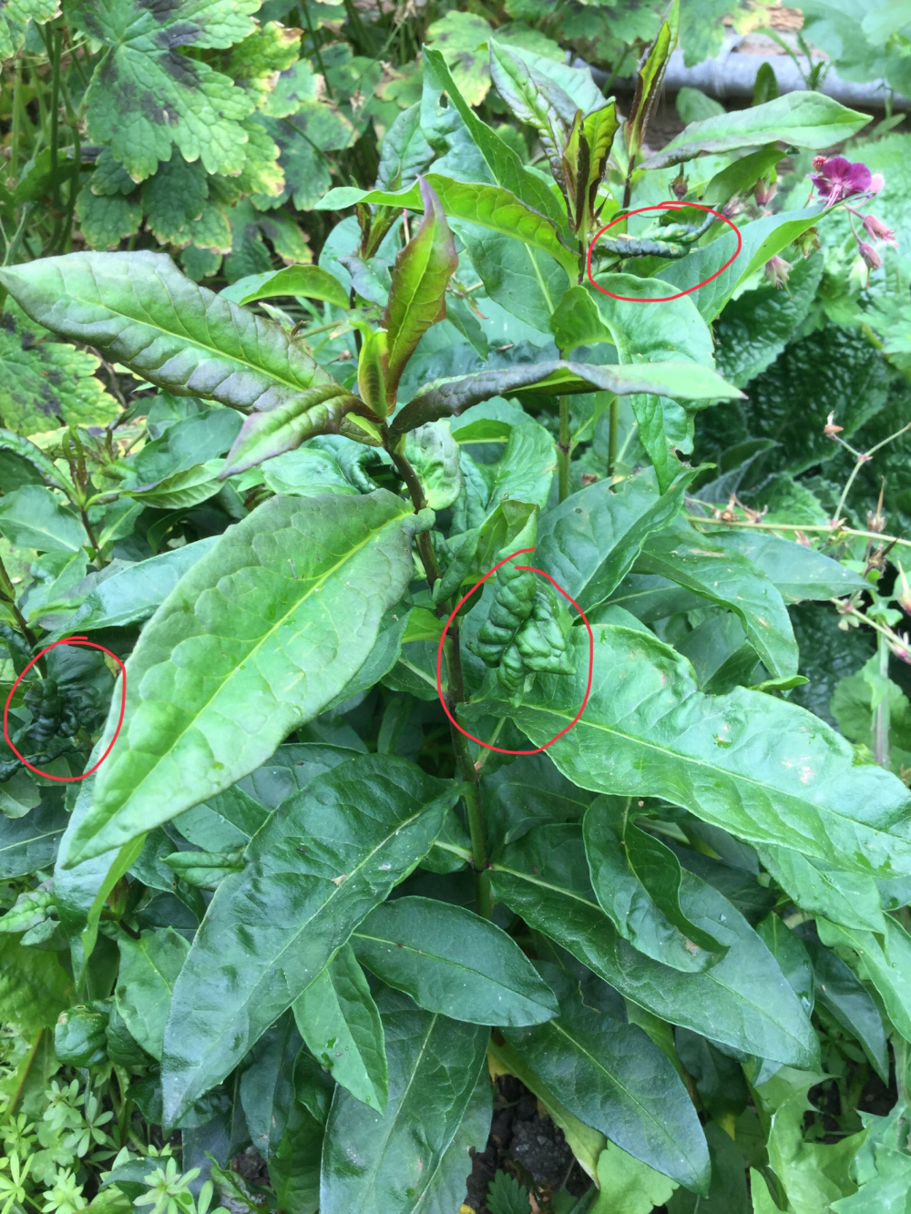 Phlox problem? — BBC Gardeners' World Magazine