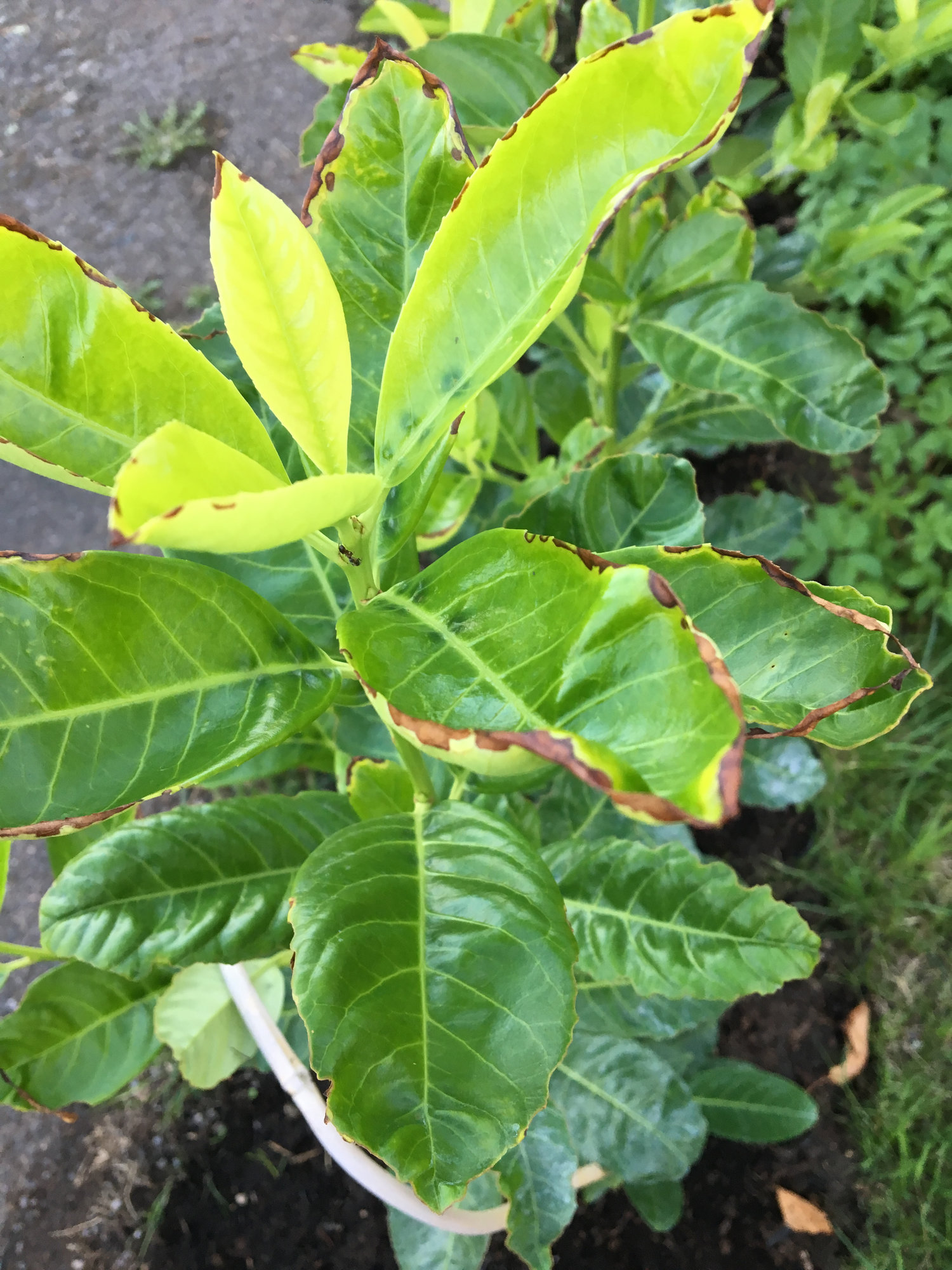 Brown/crispy edges of newly planted laurels — BBC Gardeners' World Magazine