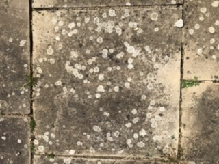 White Spots On Patio Bbc Gardeners World Magazine