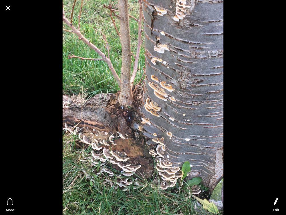 Tree fungus ( cherry tree) — BBC Gardeners' World Magazine
