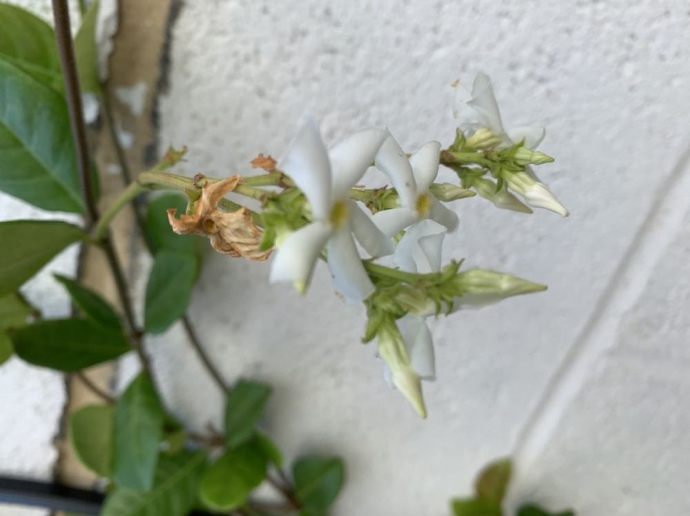 How to make my Star Jasmine bushy — BBC Gardeners' World Magazine