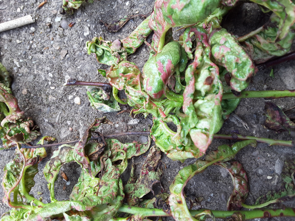 Why is my Peach tree is dying (see photos) — BBC Gardeners' World Magazine