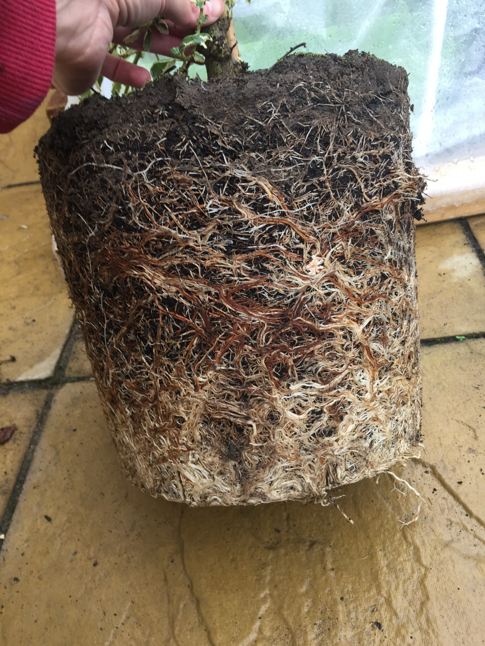 Extremely pot bound ceanothus — BBC Gardeners' World Magazine