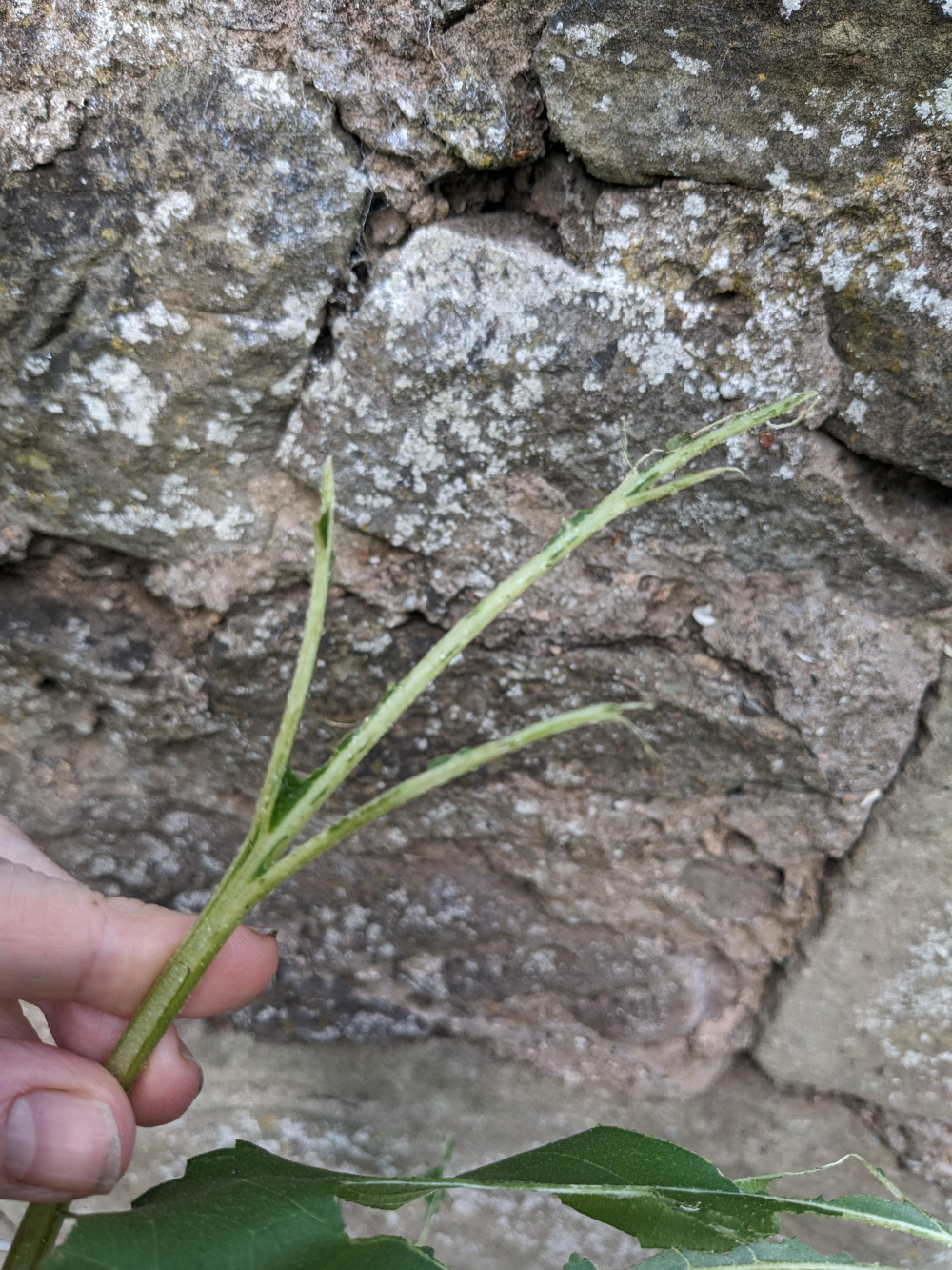 Whats eating my sunflowers?? — BBC Gardeners' World Magazine