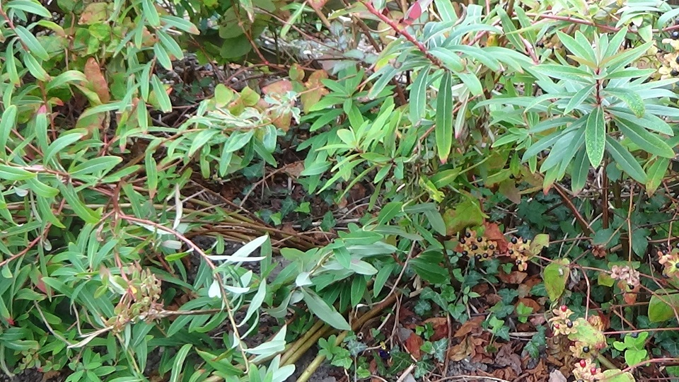 Euphorbia stems flattened to ground cut back? — BBC Gardeners' World