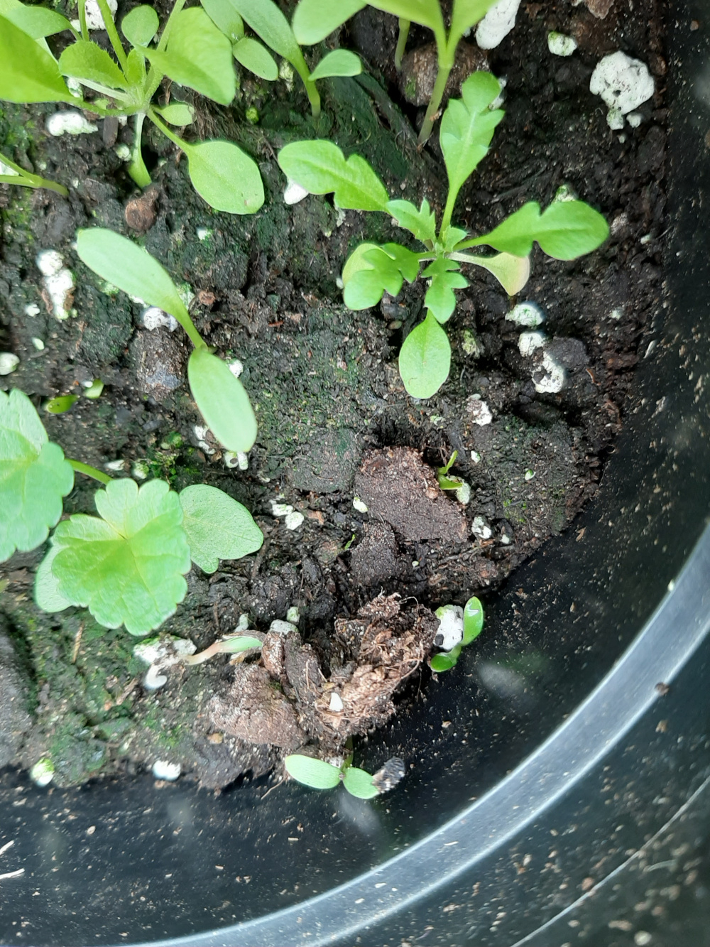 Seedlings identification help — BBC Gardeners' World Magazine