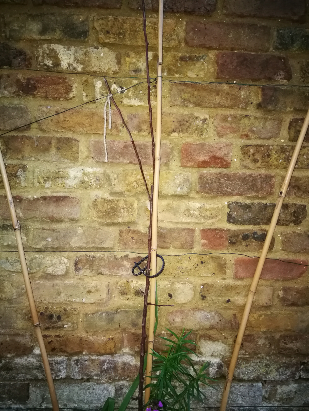 Fan trained apple tree — BBC Gardeners' World Magazine