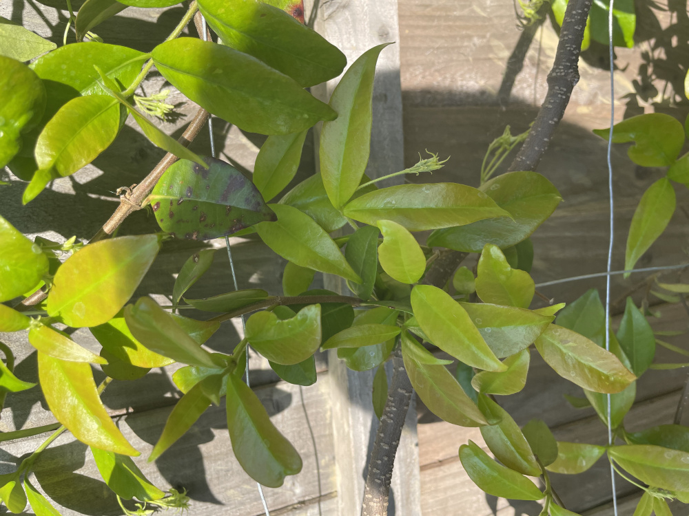 Why Is My Star Jasmine Wilting at Janelle Davis blog