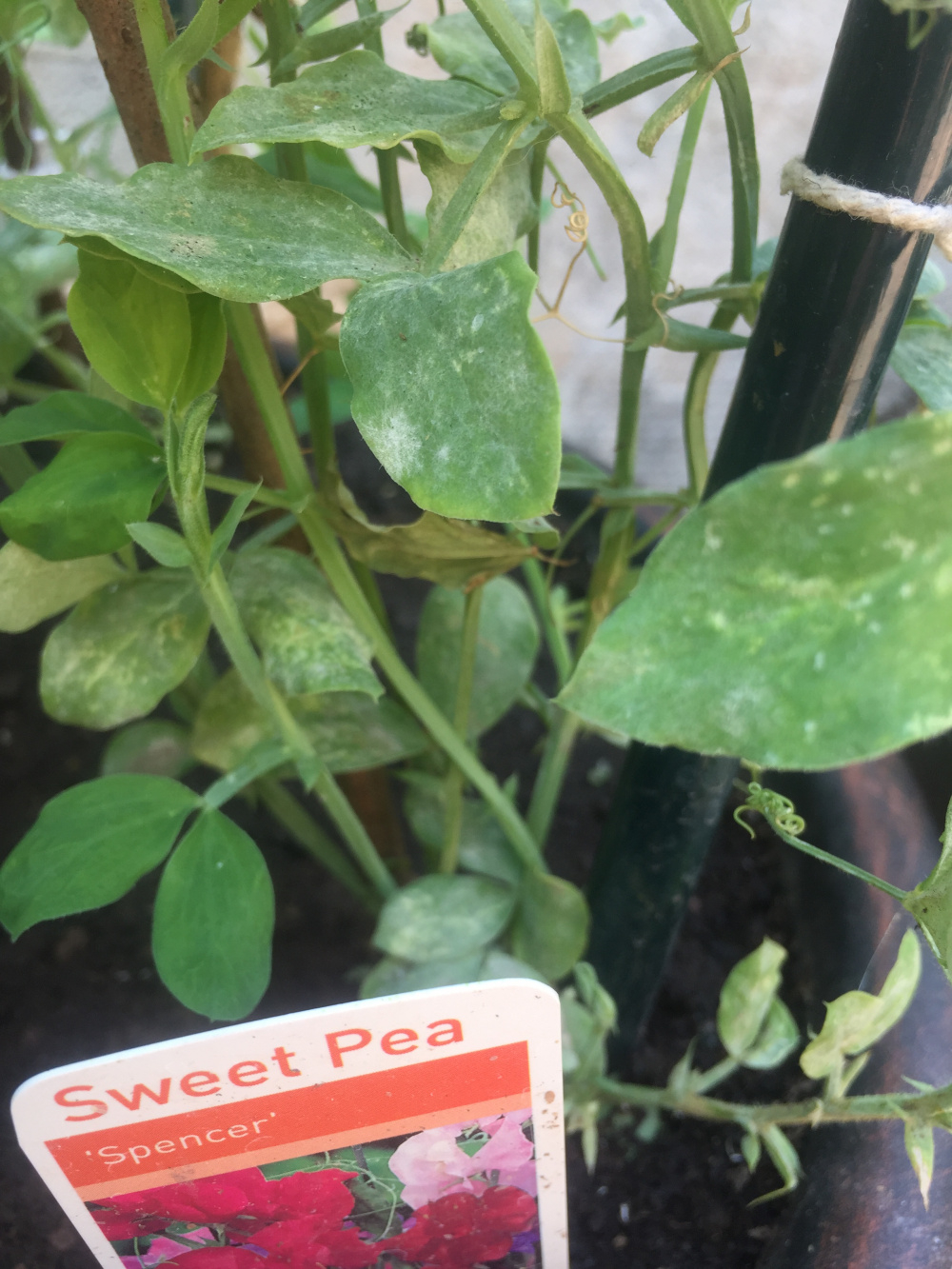 Sweet Peas not flowering Please help! — BBC Gardeners' World Magazine