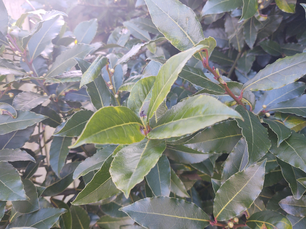 Are these Bay Leaves edible? — BBC Gardeners' World Magazine