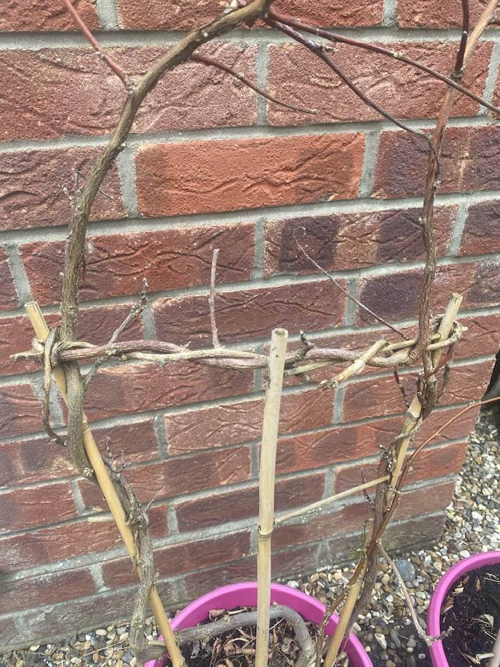 Why is my Wisteria not flowering / not coming back? — BBC Gardeners