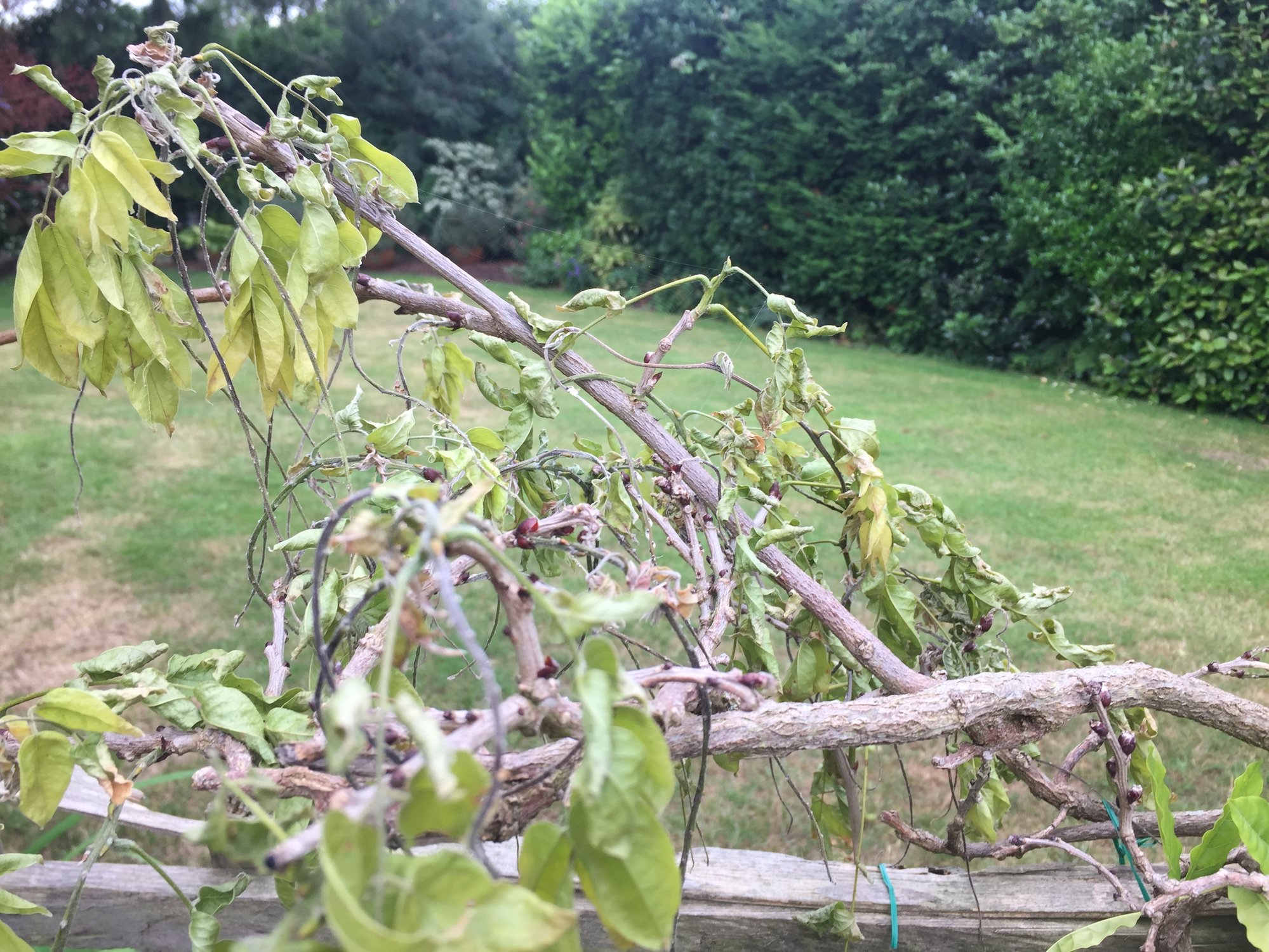 Wilting wisteria — BBC Gardeners' World Magazine