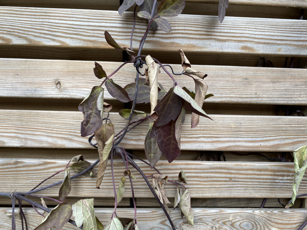 Is my clematis montana dying? — BBC Gardeners' World Magazine