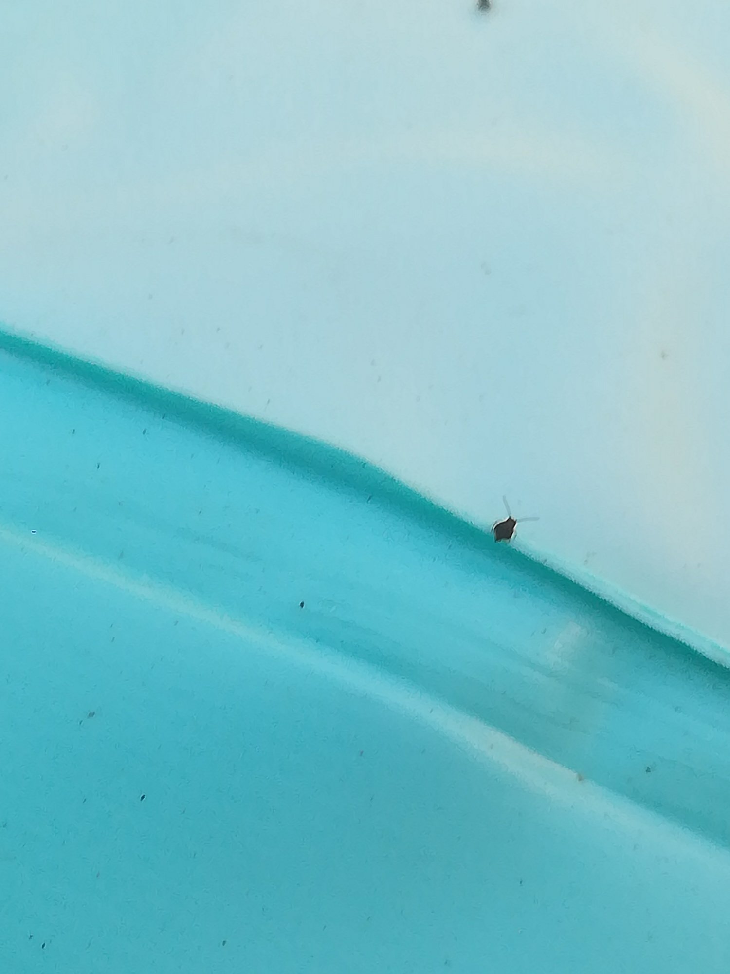 Artificial grass bugs — BBC Gardeners' World Magazine