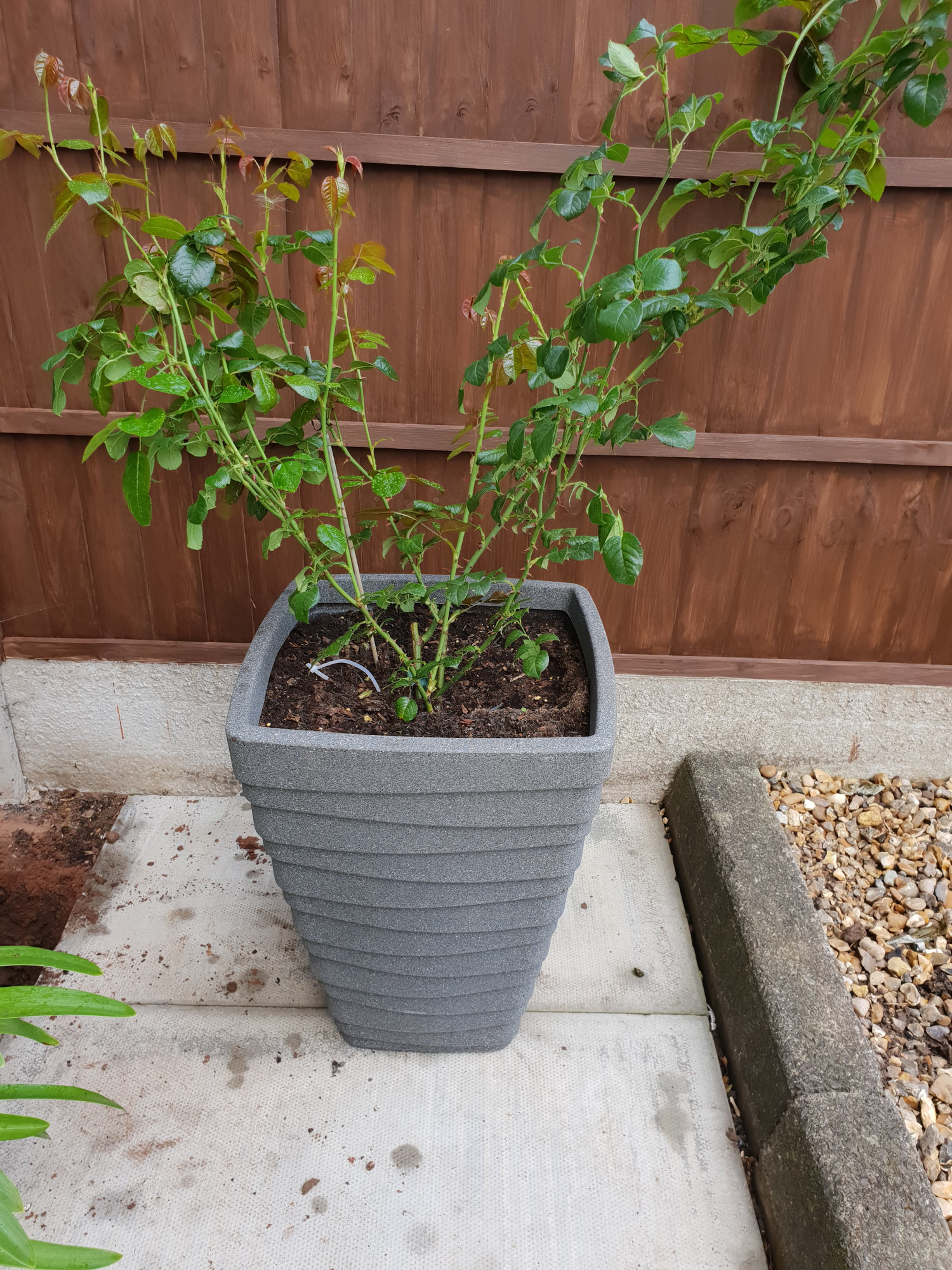 Climbing Rose In Pot Or Ground — BBC Gardeners' World Magazine