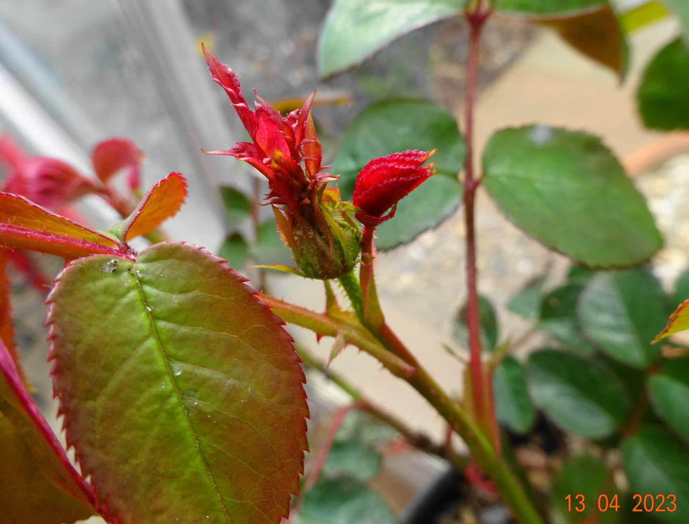 ROSES Spring/Summer 2023... Page 68 — BBC Gardeners' World Magazine