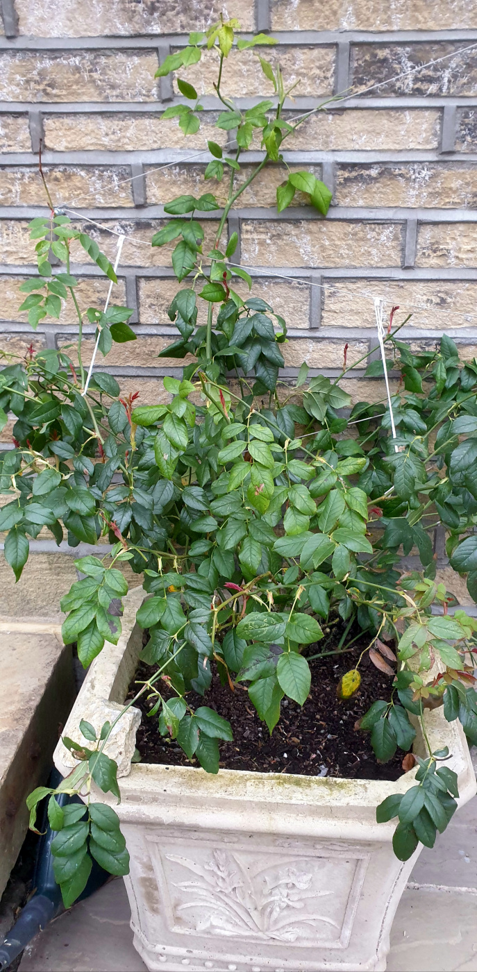 Climbing Rose Bush New Growth Help / Advice — BBC Gardeners' World