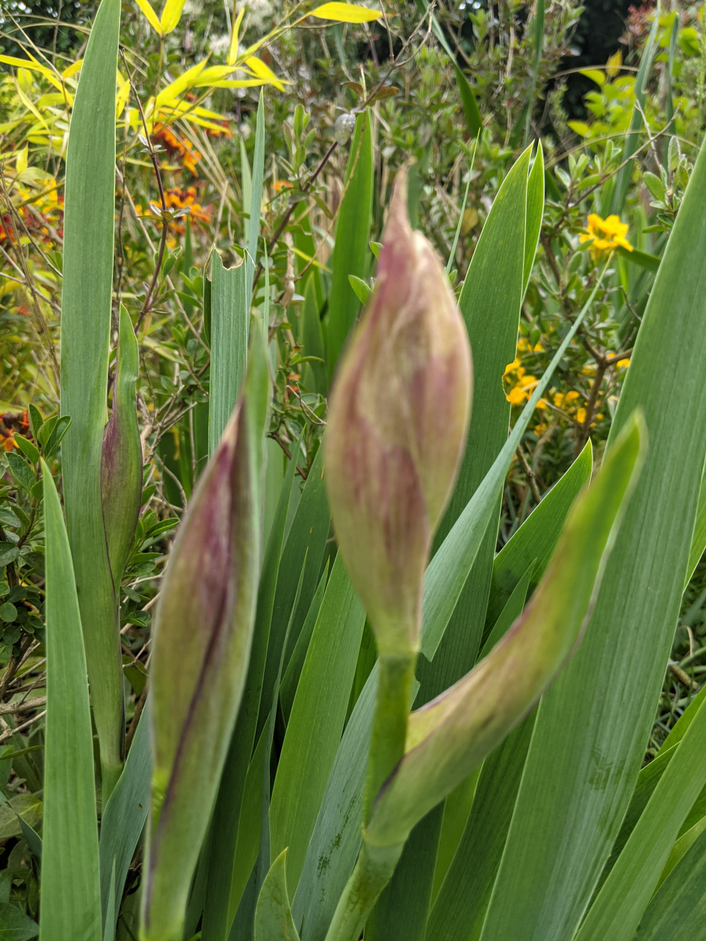 What's eating my iris flower buds? — BBC Gardeners' World Magazine