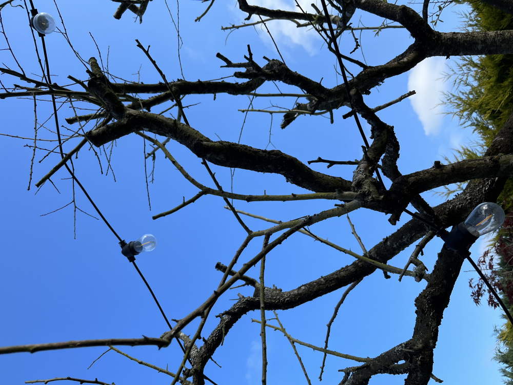 Plum tree dead branches — BBC Gardeners' World Magazine