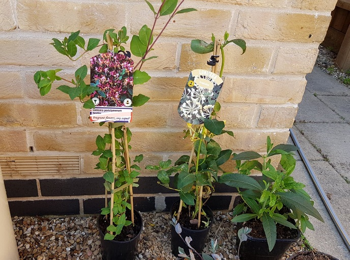 How to grow honeysuckle up a fence — BBC Gardeners' World Magazine