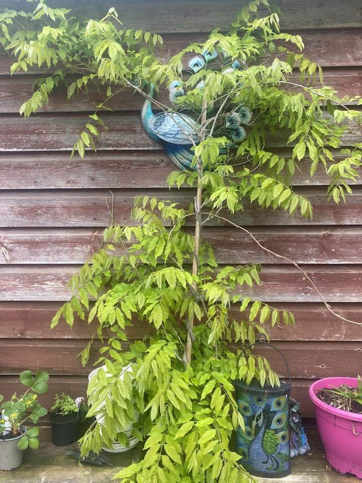 Why is my Wisteria not flowering / not coming back? — BBC Gardeners