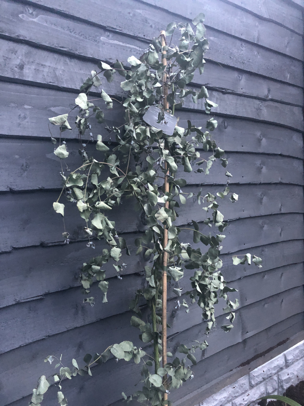 Eucalyptus leave gone crispy, is it dead? Please help — BBC Gardeners