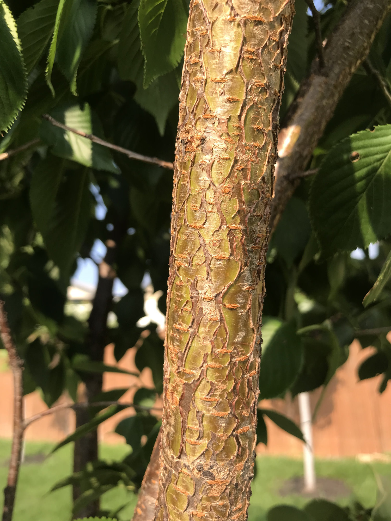 Yoshino Cherry tree Bark — BBC Gardeners' World Magazine