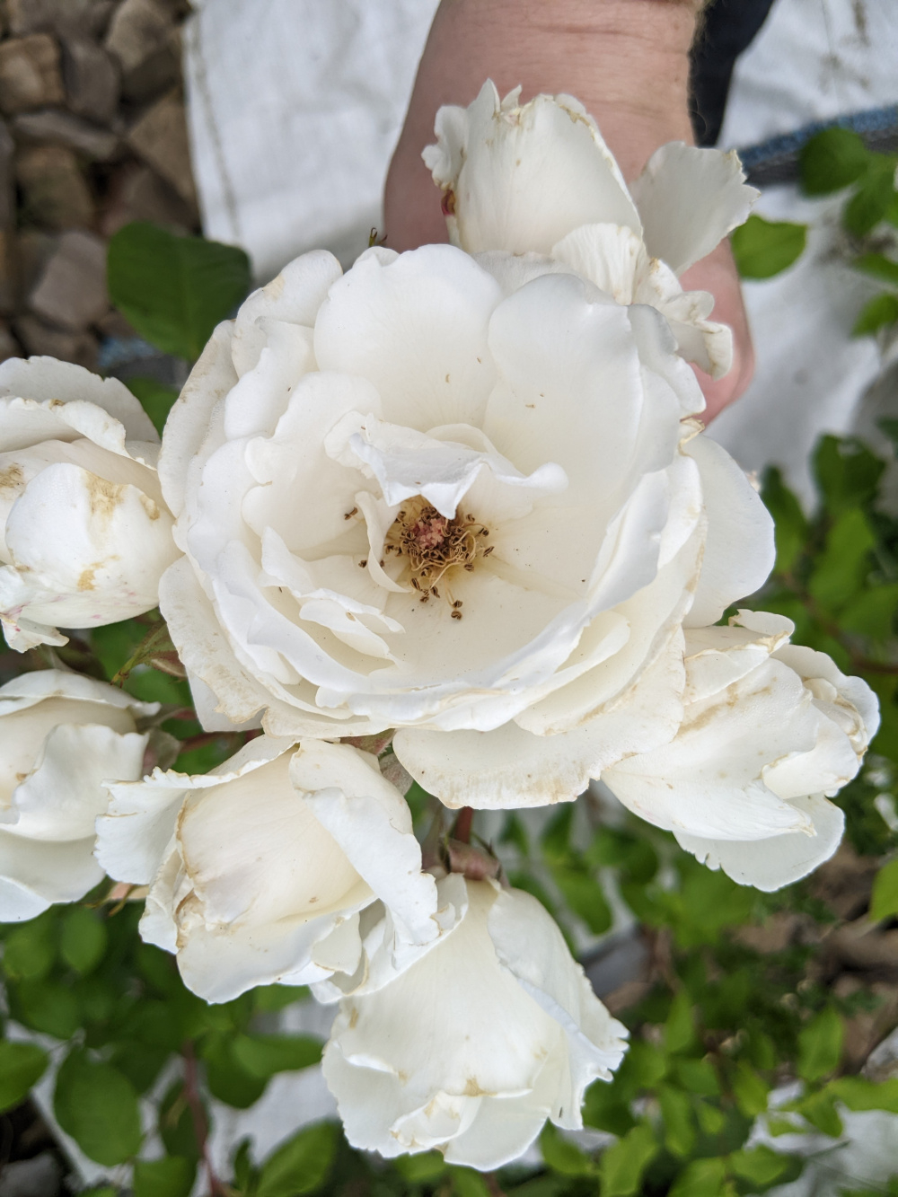 Rose standard rootstock ID — BBC Gardeners' World Magazine