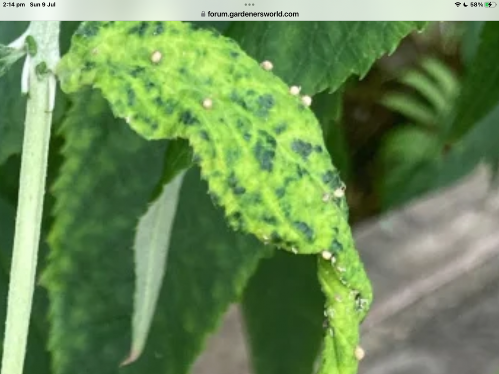 What is wrong with my buddleia? Page 5 — BBC Gardeners' World Magazine