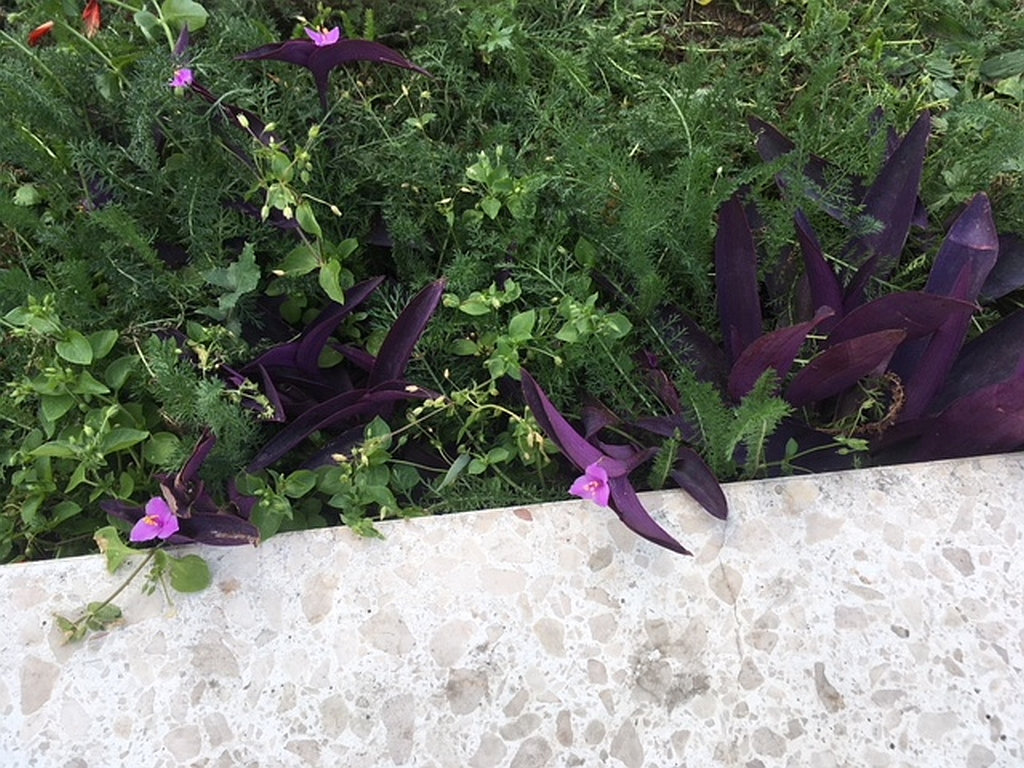 Purple Leaved Plants For The Garden Fasci Garden