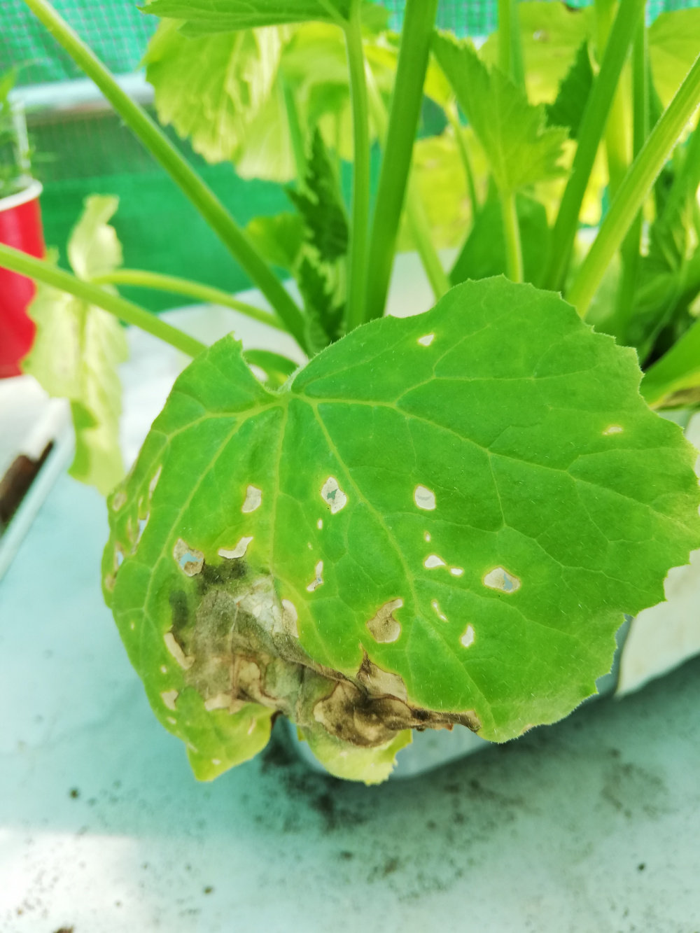 Courgette, unsure what is on the leaves!? — BBC Gardeners' World Magazine