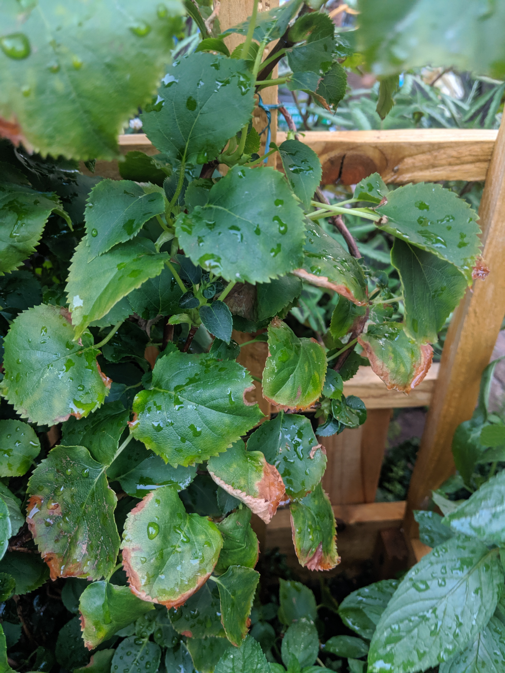 What's wrong with my climbing hydrangea? — BBC Gardeners' World Magazine