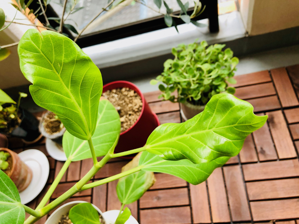 Audrey Ficus brown and curled leaves — BBC Gardeners' World Magazine