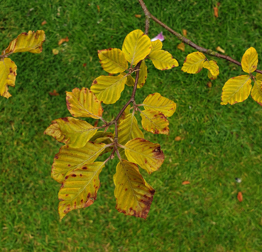 Beech tree dying? Just took this pic. The pale were v pale green and
