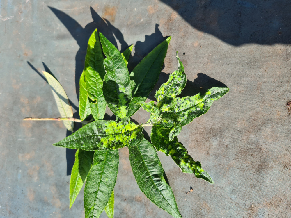 What is wrong with my buddleia? — BBC Gardeners' World Magazine
