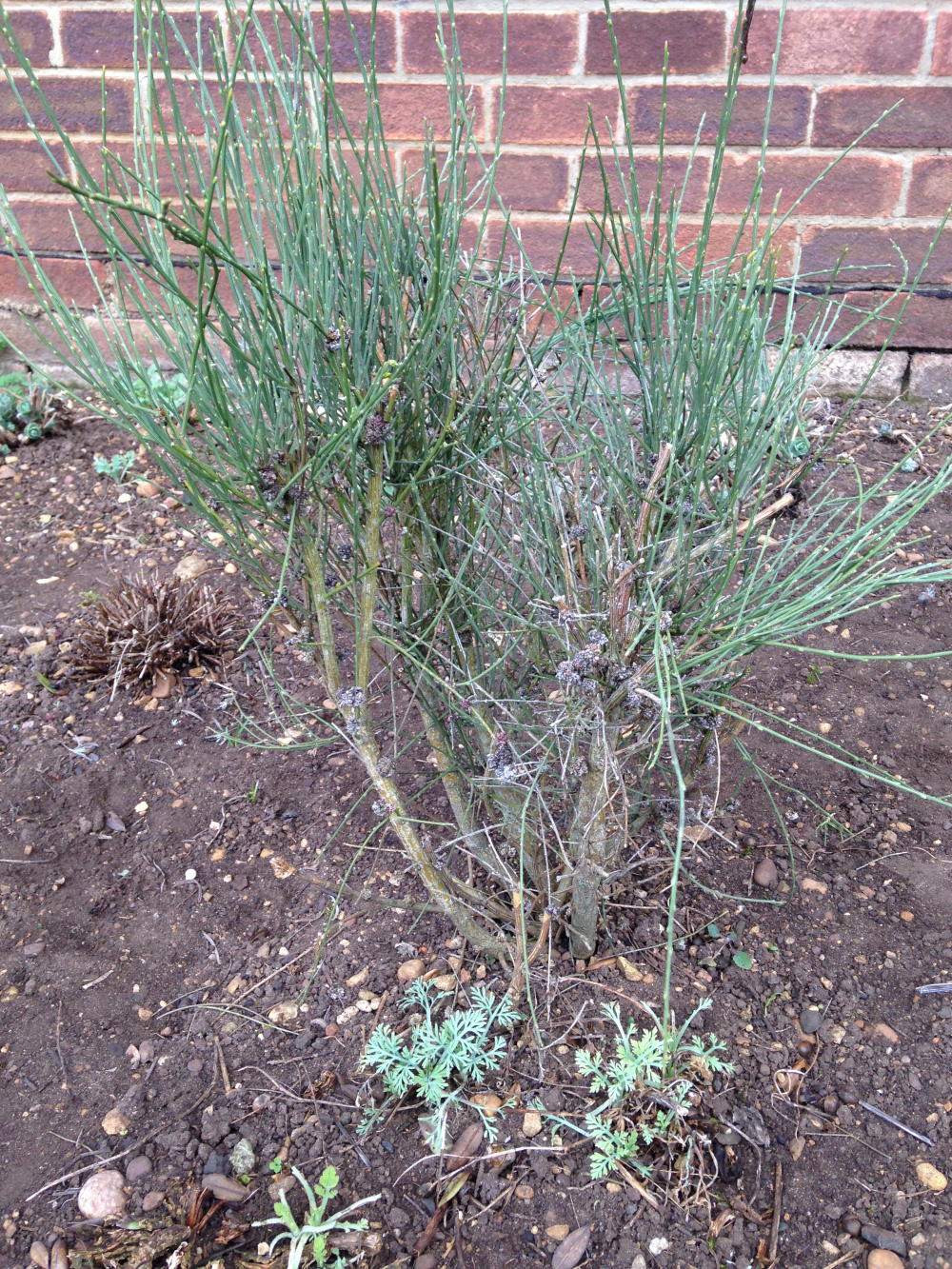 Should I be pruning my 'Moonlight' Pale Yellow Scotch Broom now? — BBC