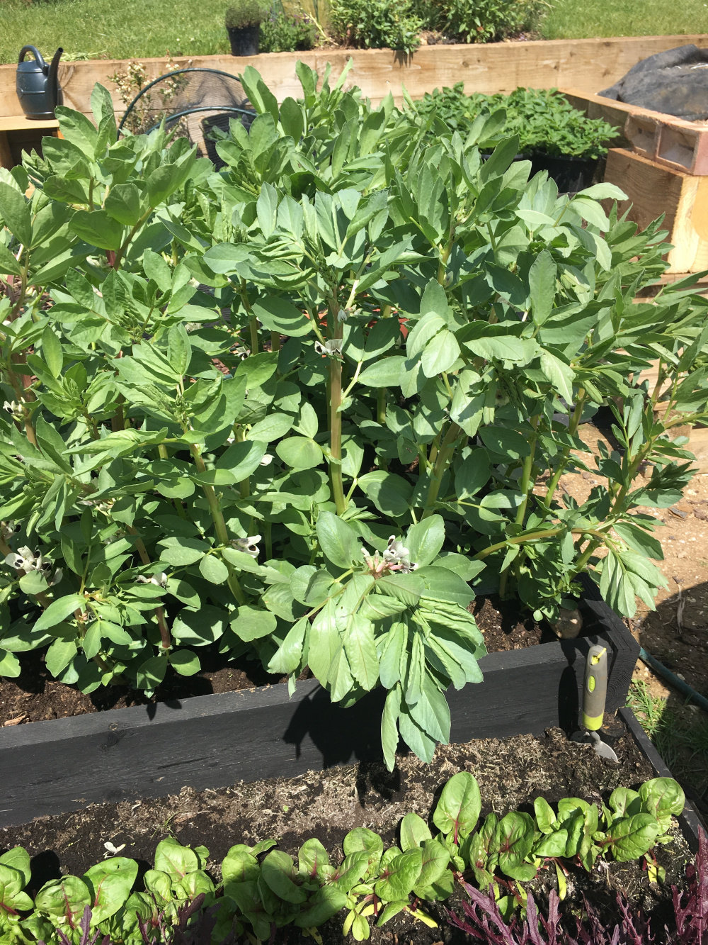 Broad beans wilting! — BBC Gardeners' World Magazine