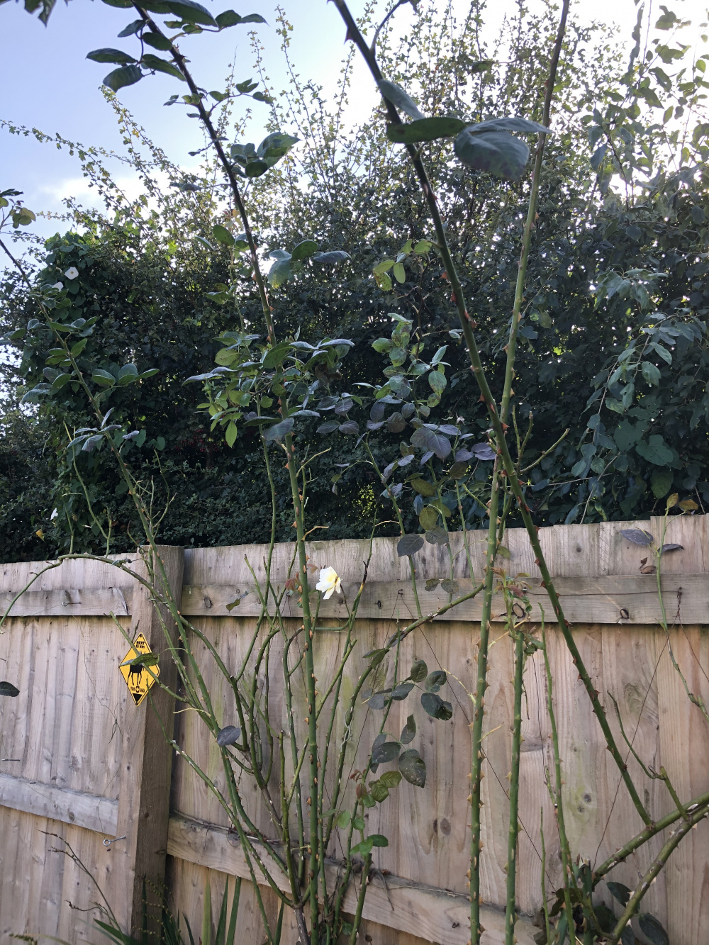 Roses leggy climbing roses — BBC Gardeners' World Magazine