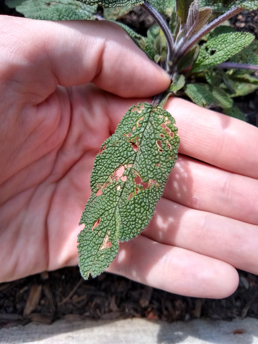 What is only eating my sage? — BBC Gardeners' World Magazine