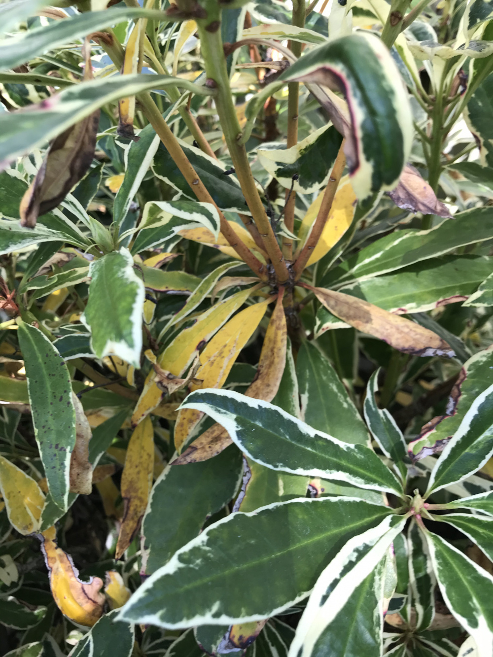Rhododendron yellowing — BBC Gardeners' World Magazine