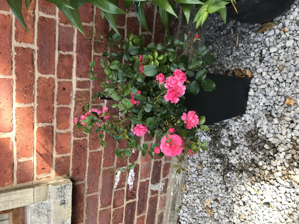 Mini rose buds falling off — BBC Gardeners' World Magazine