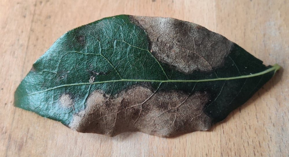 Bay tree with unknown disease — BBC Gardeners' World Magazine