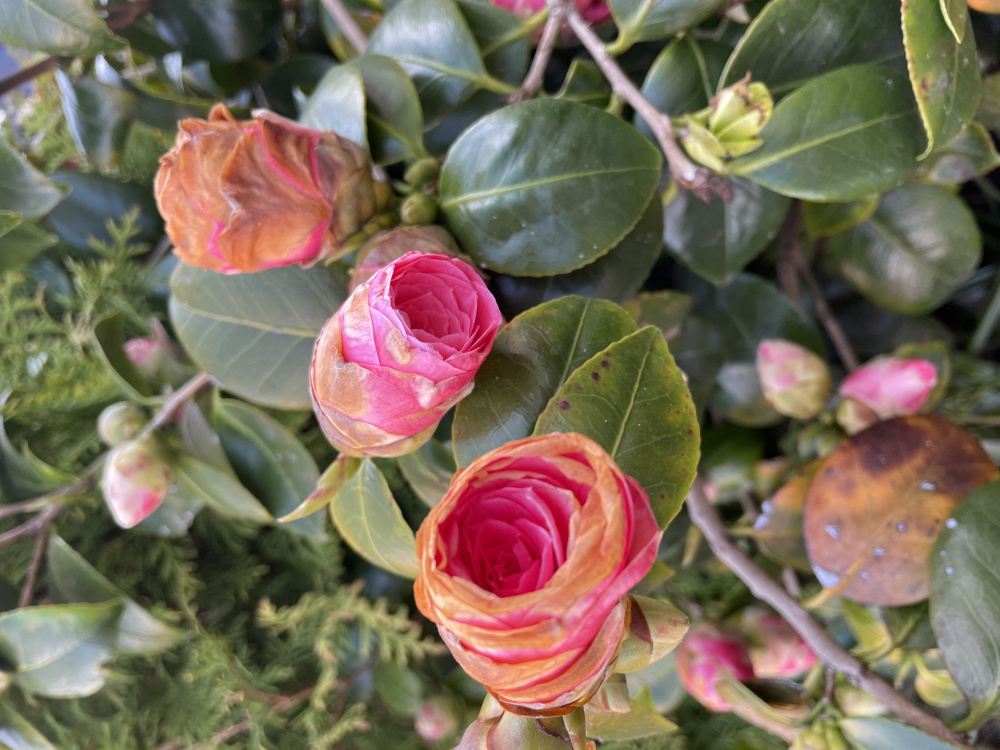 Camellia buds won’t open! — BBC Gardeners' World Magazine