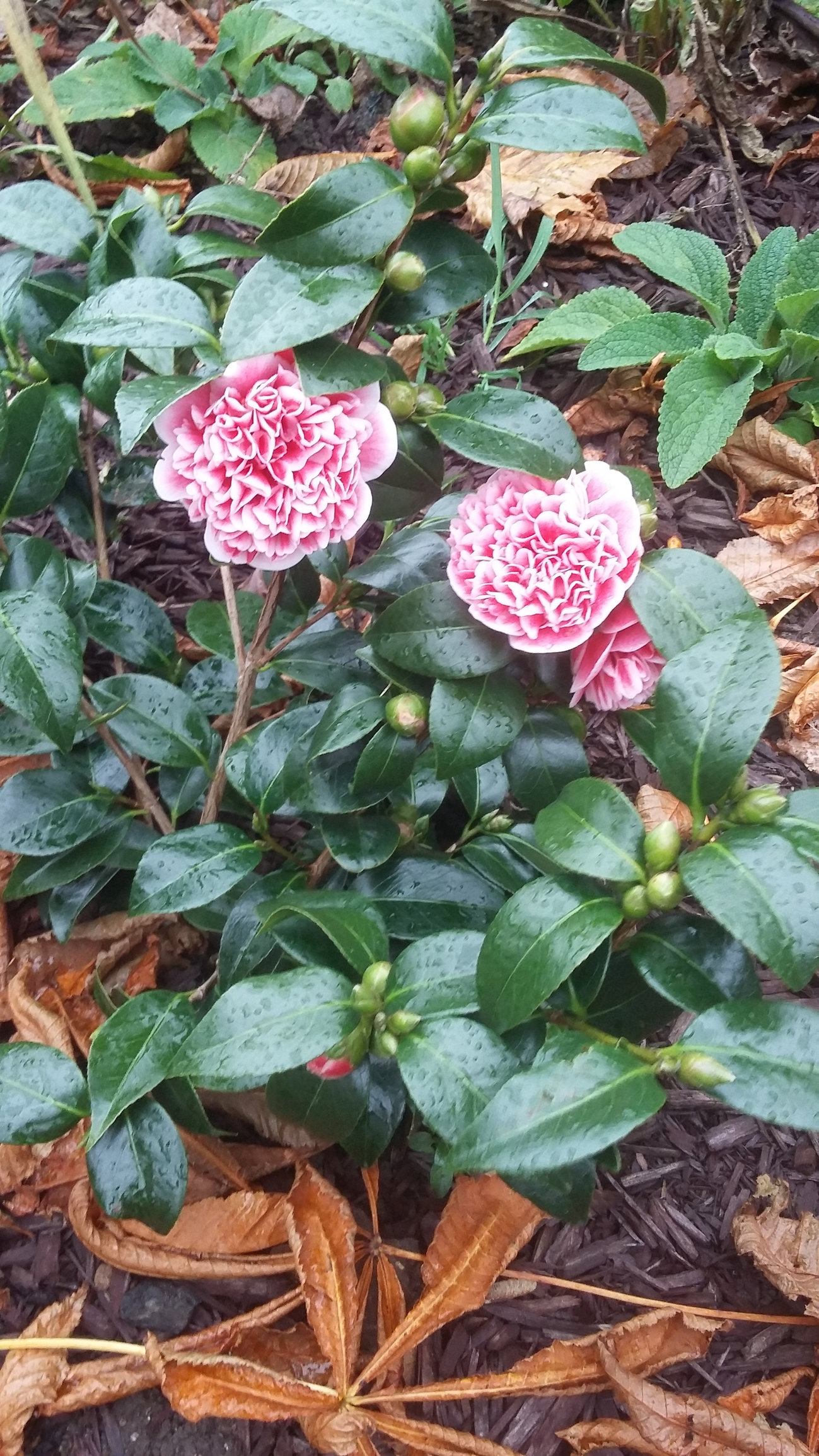 flowering now! — BBC Gardeners' World Magazine