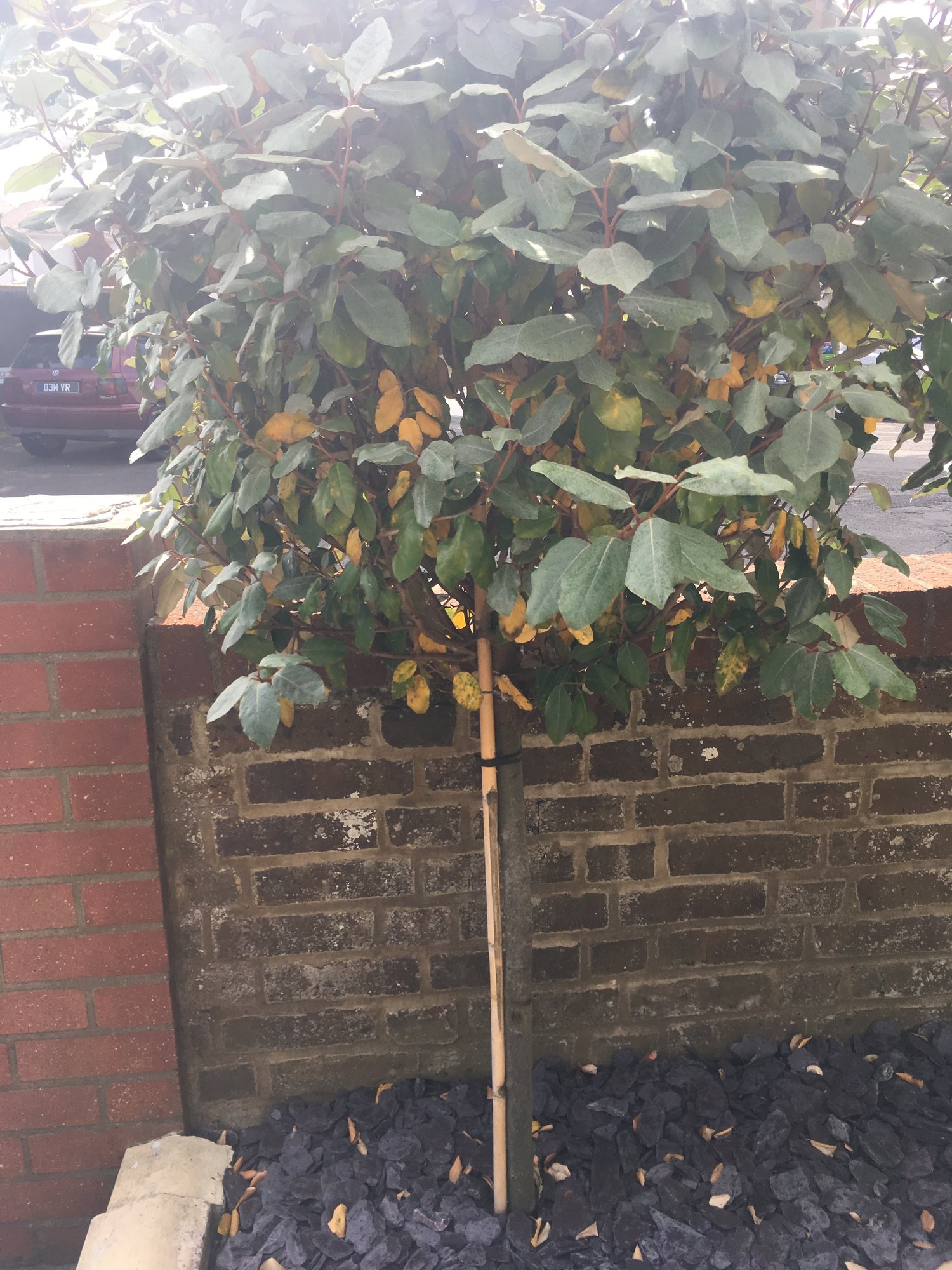 Help Newly planted elaeagnus ebbingei hedge yellow leaves any advice please?? — BBC Gardeners